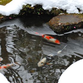 Trattamento biologico per la pulizia e manutenzione di stagni e laghetti con superfice superiore a 100m2 (uso autunno-inverno) 1kg