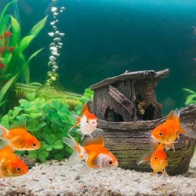 Attivatore bio-enzimatico per acquario 500g