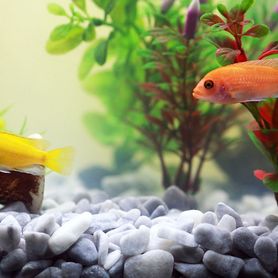 Attivatore bio-enzimatico per acquario 500g