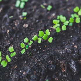 Fertilizzante biologico nutriente e protettivo per sementi e piantine 500g